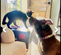 Apollo, a male American Bully for sale in Glen Ellyn, IL – 10 of 10