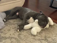 Apollo, a male American Bully for sale in Glen Ellyn, IL – 9 of 10