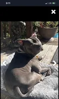 Apollo, a male American Bully for sale in Glen Ellyn, IL – 4 of 10