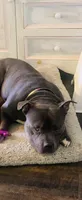 Apollo, a male American Bully for sale in Glen Ellyn, IL – 5 of 10