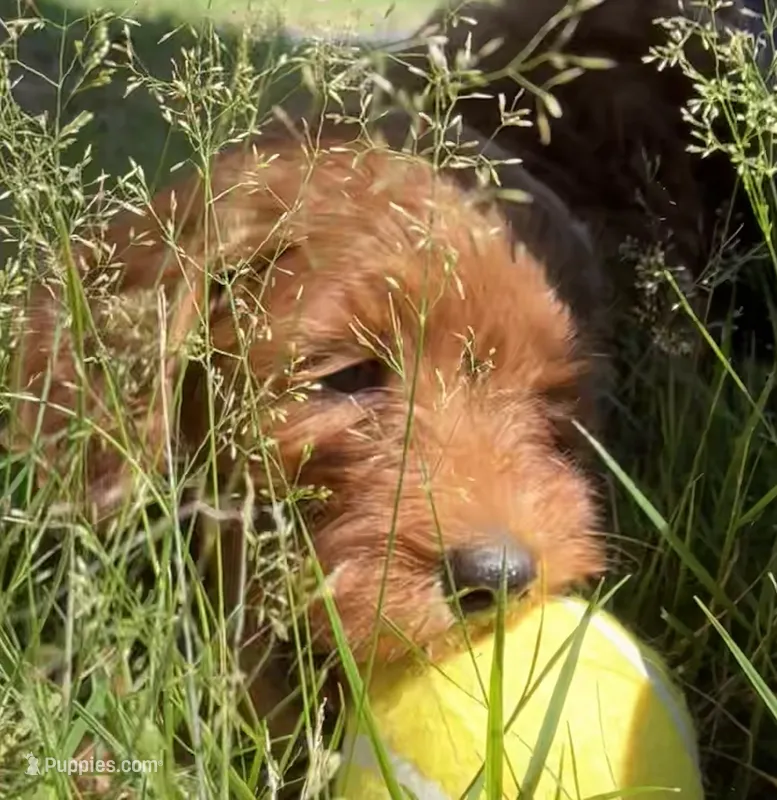 Fawn – Miniature Goldendoodle puppy for sale in Warwick, RI
