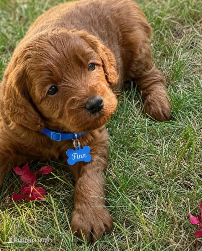 Finn – Miniature Goldendoodle puppy for sale in Warwick, RI
