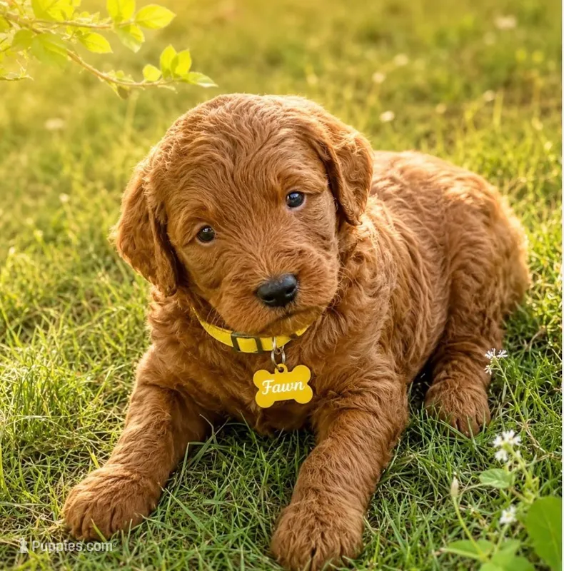 Fawn – Miniature Goldendoodle puppy for sale in Warwick, RI