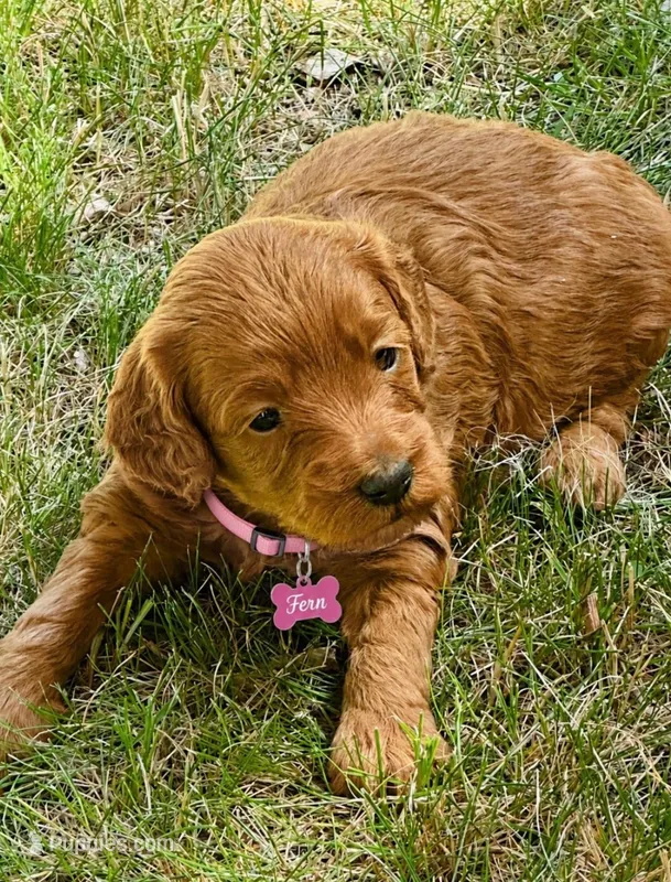 Fern – Miniature Goldendoodle puppy for sale in Warwick, RI