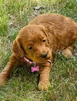 Fern, a female Miniature Goldendoodle for sale in Warwick, RI – 1 of 1