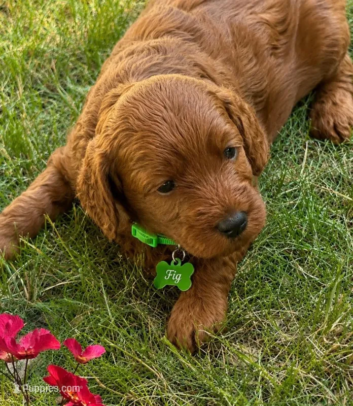 Fig – Miniature Goldendoodle puppy for sale in Warwick, RI