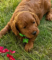 Fig, a female Miniature Goldendoodle for sale in Warwick, RI – 1 of 1