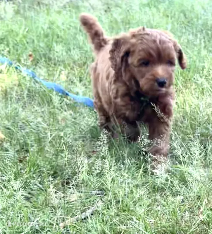 Fig – Miniature Goldendoodle puppy for sale in Warwick, RI