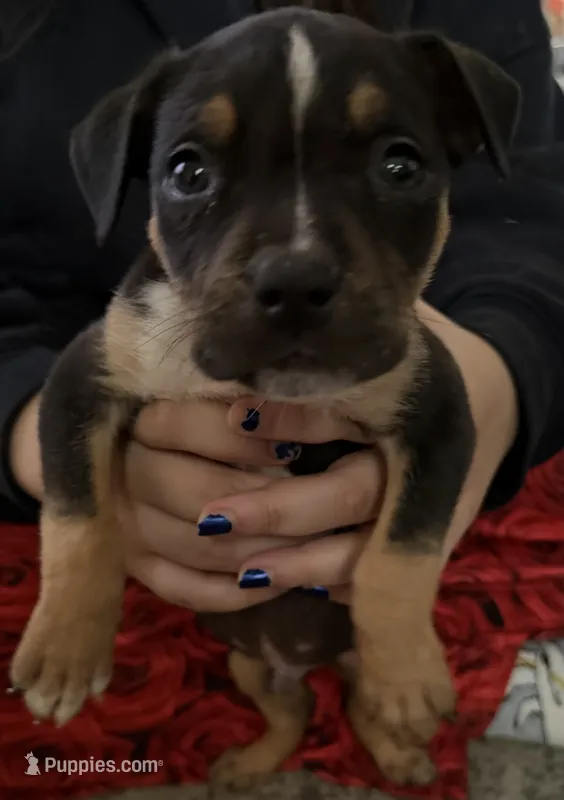 Puppy B – American Bully puppy for sale in Denver, CO