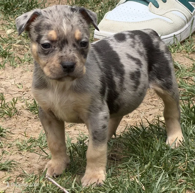 Puppy F – American Bully puppy for sale in Denver, CO