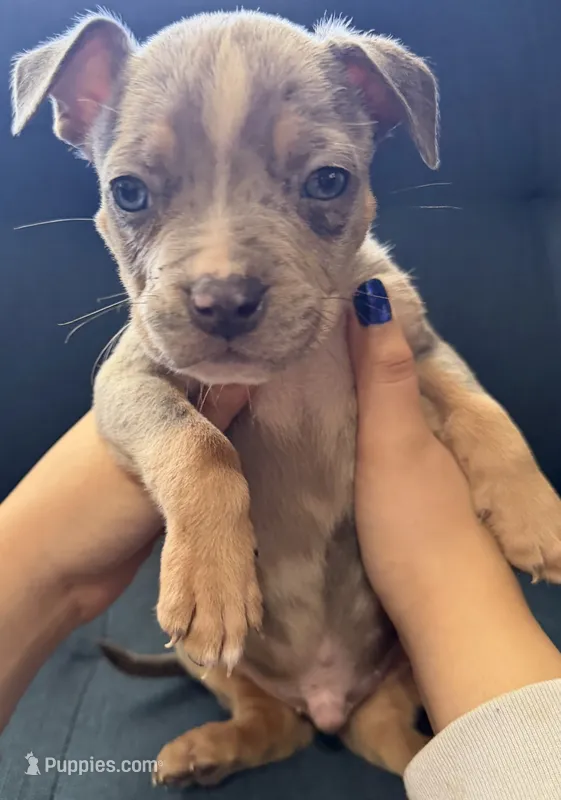 Puppy – American Bully puppy for sale in Denver, CO
