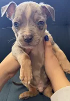 Puppy, a male American Bully for sale in Denver, CO – 1 of 2