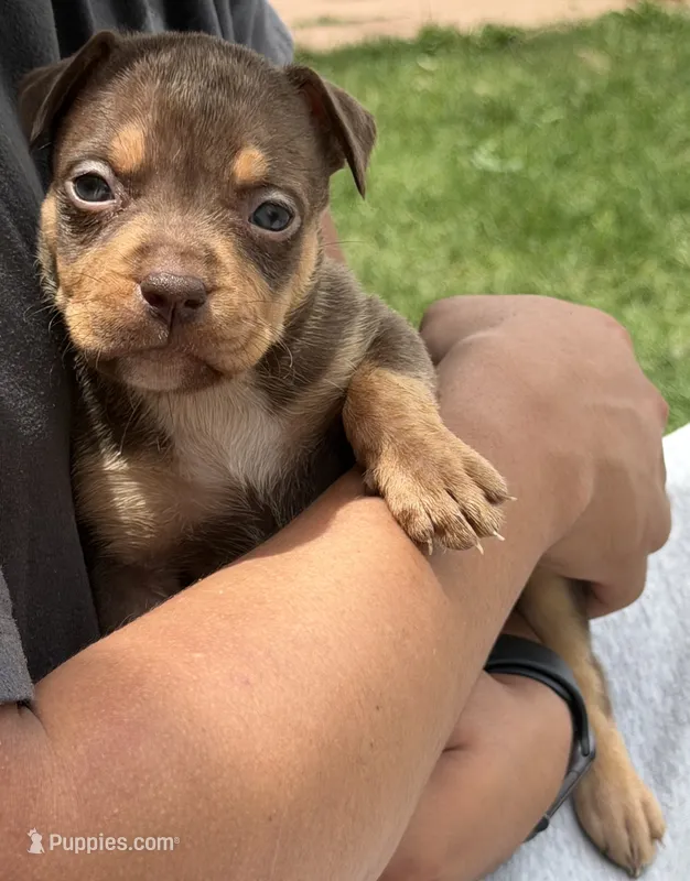 Puppy D – American Bully puppy for sale in Denver, CO