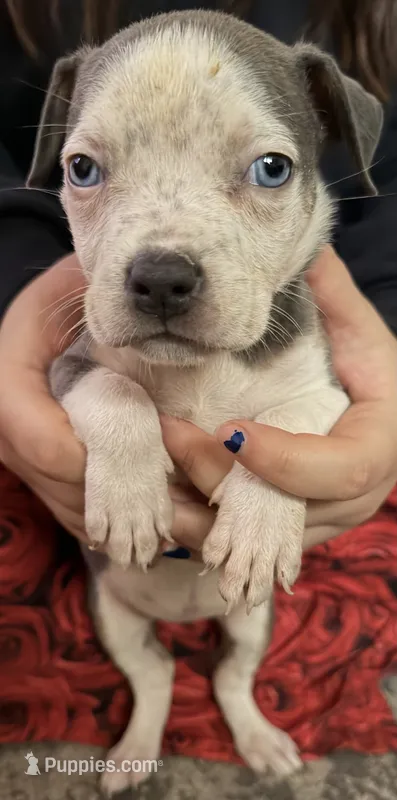 Puppy E – American Bully puppy for sale in Denver, CO