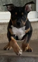 Riot, a male American Bully for sale in Denver, CO – 1 of 3