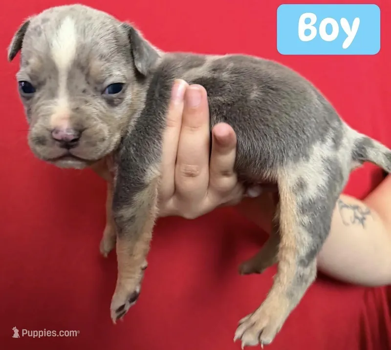 Puppy C – American Bully puppy for sale in Denver, CO