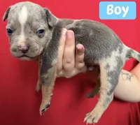 Puppy C, a male American Bully for sale in Denver, CO – 1 of 1