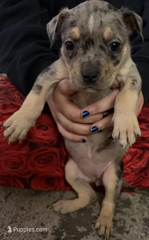 Puppy F – American Bully puppy for sale in Denver, CO