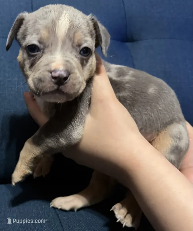 Puppy C – American Bully puppy for sale in Denver, CO