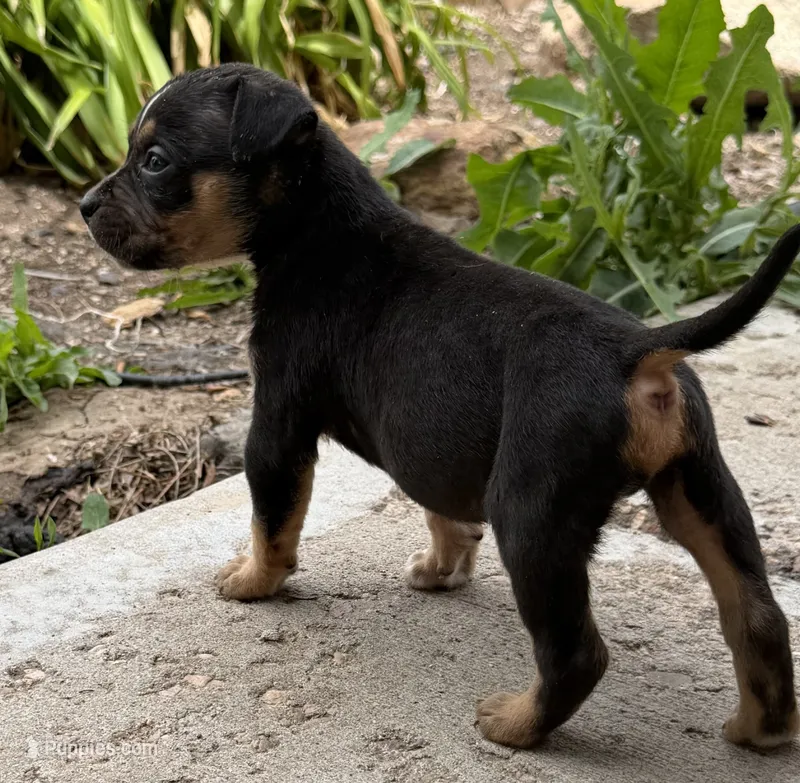 Puppy B – American Bully puppy for sale in Denver, CO