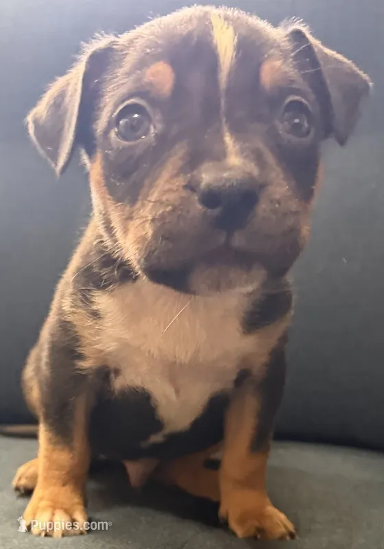 Puppy B – American Bully puppy for sale in Denver, CO