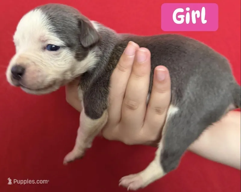 Puppy E – American Bully puppy for sale in Denver, CO