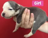 Puppy E, a female American Bully for sale in Denver, CO – 1 of 1