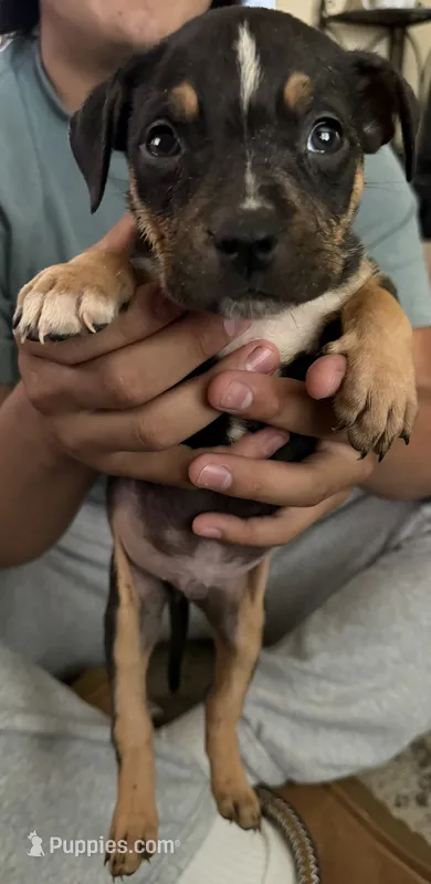 Puppy B – American Bully puppy for sale in Denver, CO