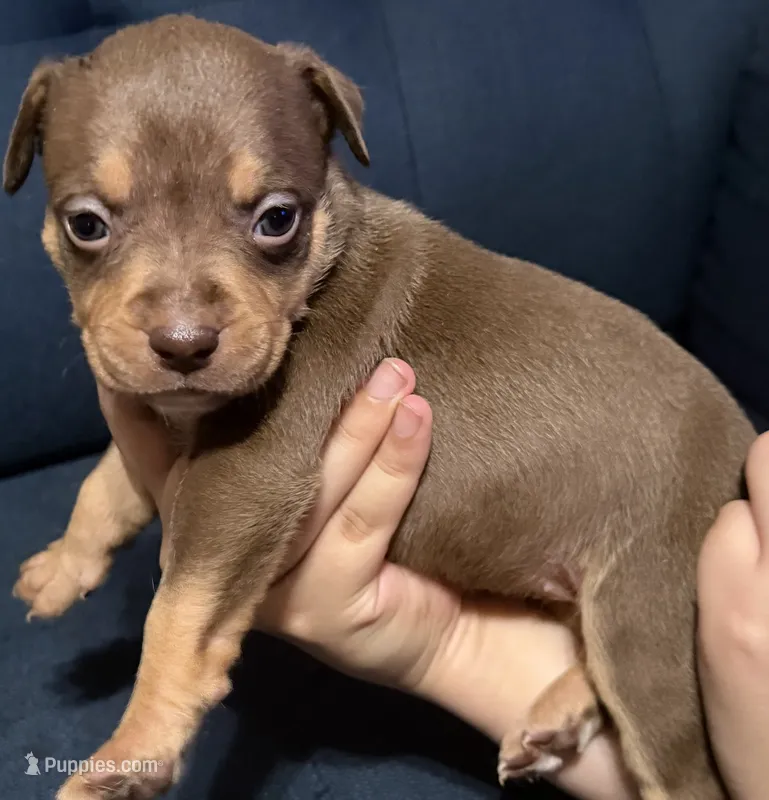 Puppy D – American Bully puppy for sale in Denver, CO