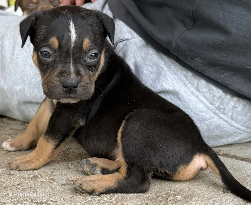 Puppy B – American Bully puppy for sale in Denver, CO