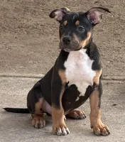 Riot, a male American Bully for sale in Denver, CO – 2 of 3