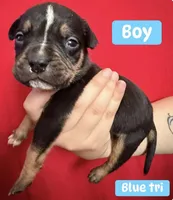 Puppy B, a male American Bully for sale in Denver, CO – 1 of 1