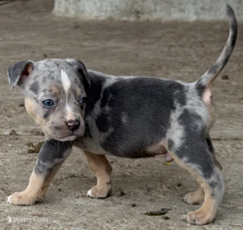 Puppy C – American Bully puppy for sale in Denver, CO