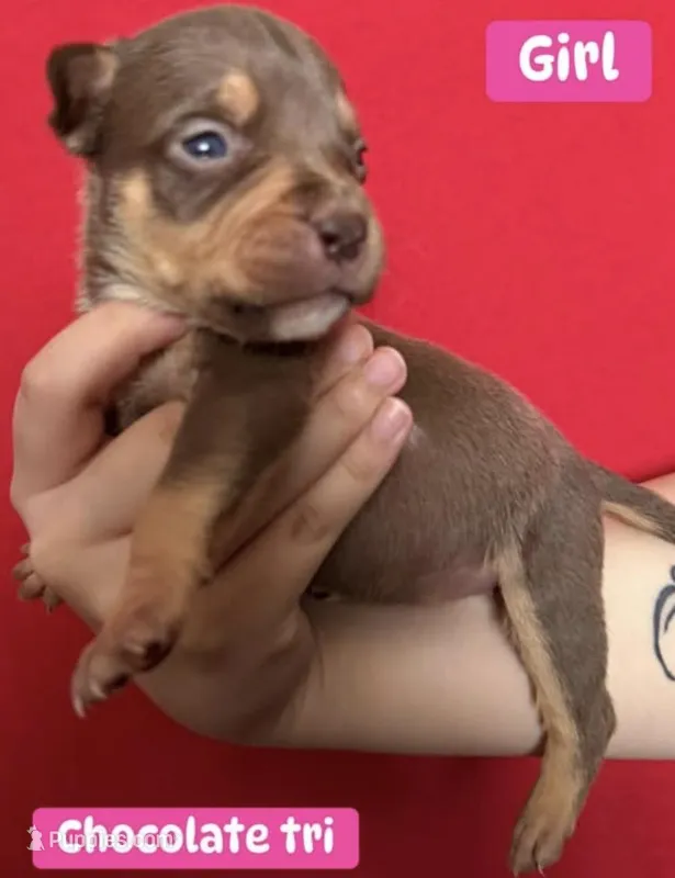 Puppy D – American Bully puppy for sale in Denver, CO