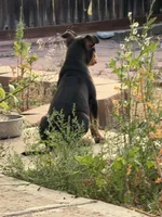 Riot, a male American Bully for sale in Denver, CO – 3 of 3