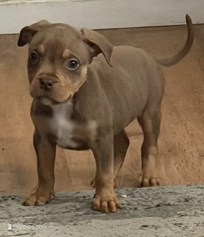 Zelena, a female American Bully for sale in Denver, CO – 1 of 1