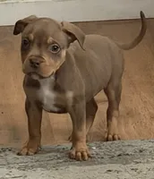 Zelena, a female American Bully for sale in Denver, CO – 1 of 1