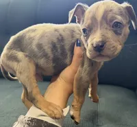 Puppy, a male American Bully for sale in Denver, CO – 2 of 2