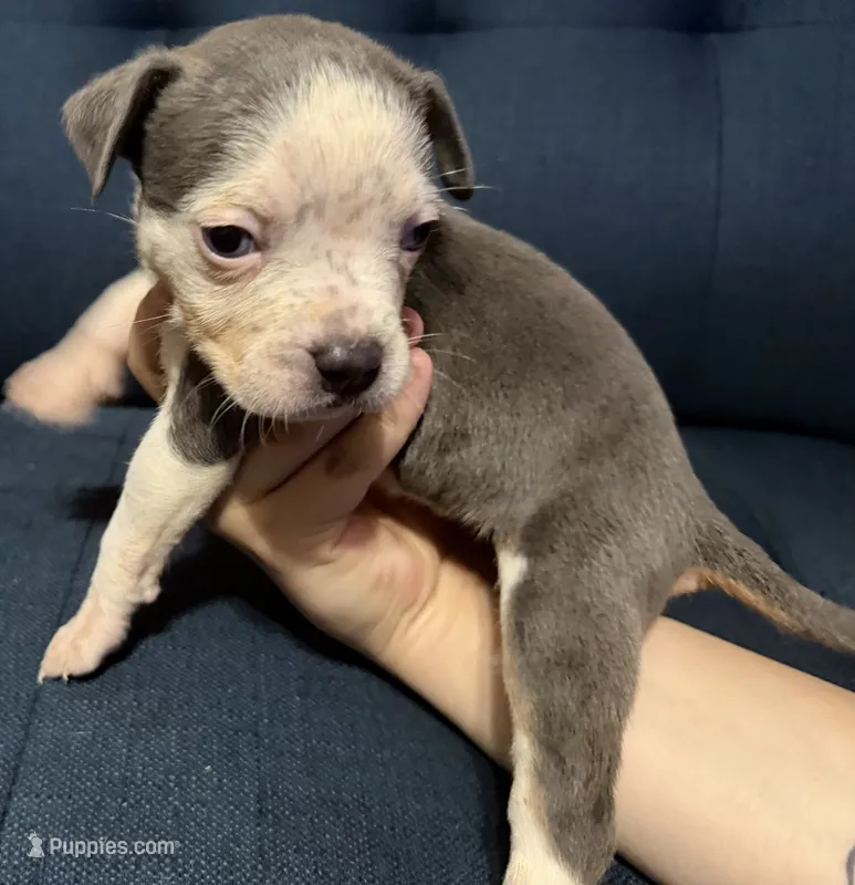 Puppy E – American Bully puppy for sale in Denver, CO