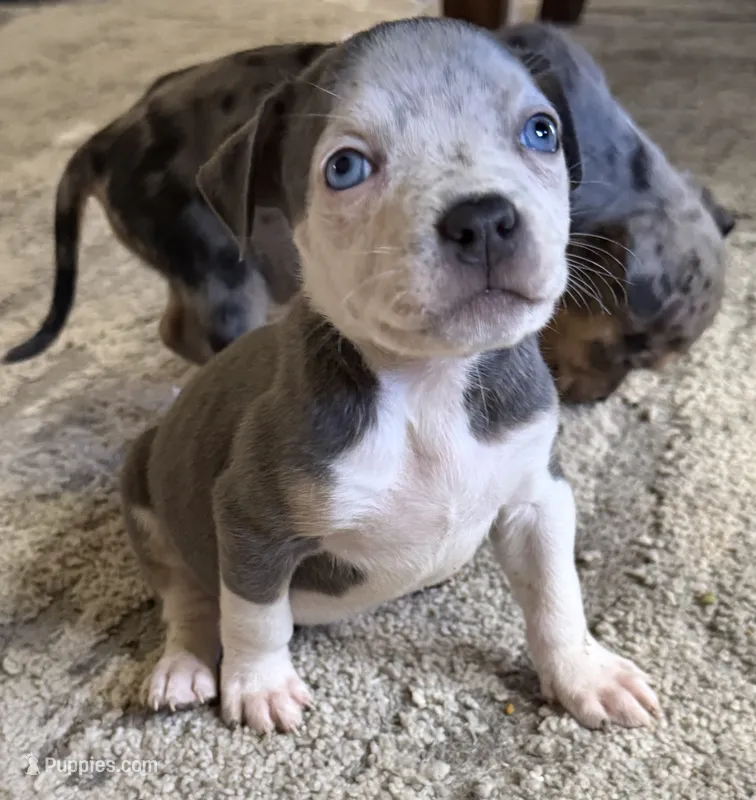 Puppy E – American Bully puppy for sale in Denver, CO