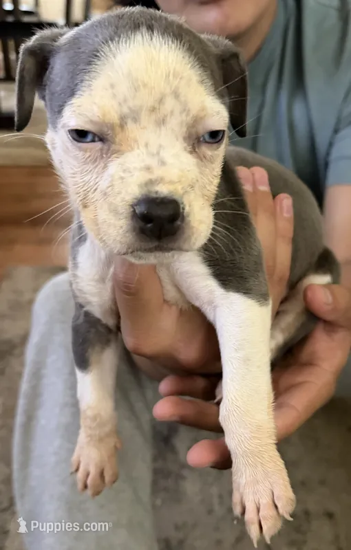 Puppy E – American Bully puppy for sale in Denver, CO