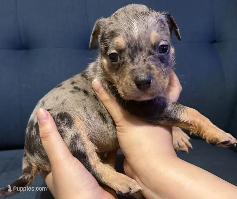 Puppy F – American Bully puppy for sale in Denver, CO