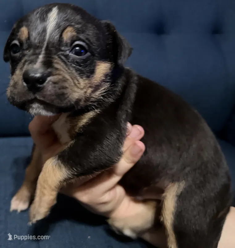 Puppy B – American Bully puppy on hold in Denver, CO