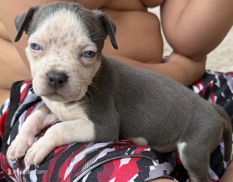 Puppy E – American Bully puppy for sale in Denver, CO