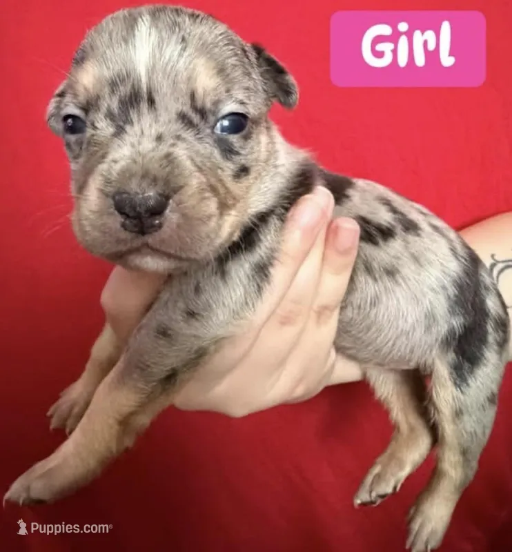 Puppy F – American Bully puppy for sale in Denver, CO