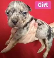 Puppy F, a female American Bully for sale in Denver, CO – 1 of 1