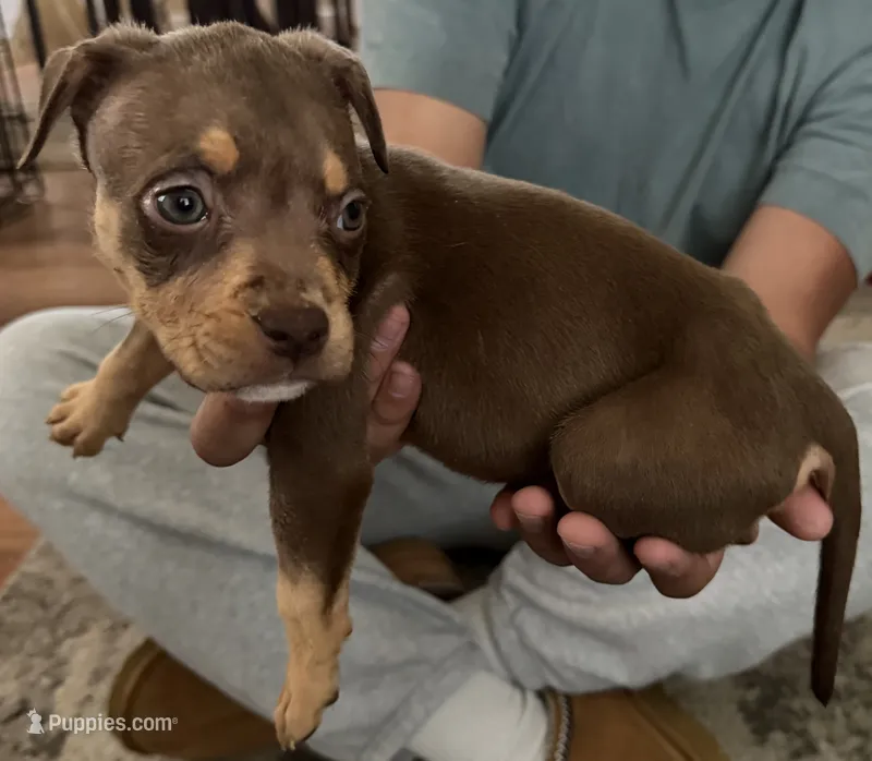 Puppy D – American Bully puppy for sale in Denver, CO