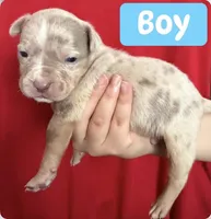 Puppy A, a male American Bully for sale in Denver, CO – 1 of 1