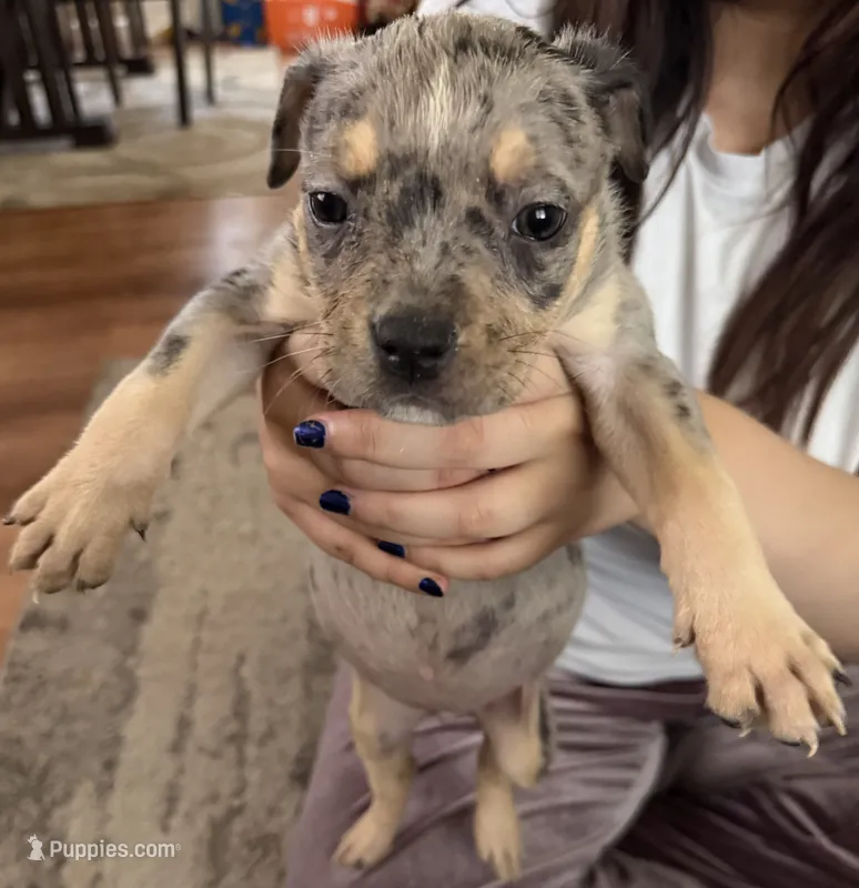 Puppy F – American Bully puppy for sale in Denver, CO