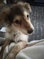 AKC Liver Sable Long Coat Female, a female German Shepherd Dog for sale in Muscatine, IA – 3 of 10